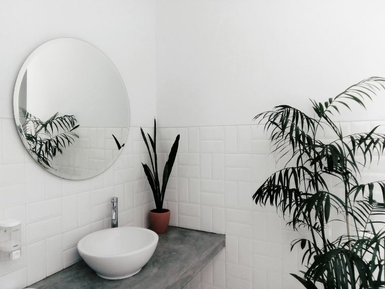 Plantas Cuáles son ideales para el baño Foto: Unsplash