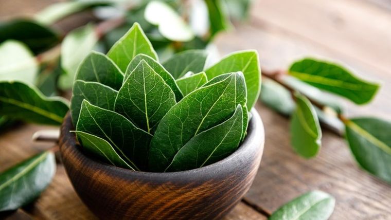 Incorporar el laurel en tu hogar no solo es una forma de decorar con una planta aromática, sino también una manera de mejorar la energía de tus espacios.