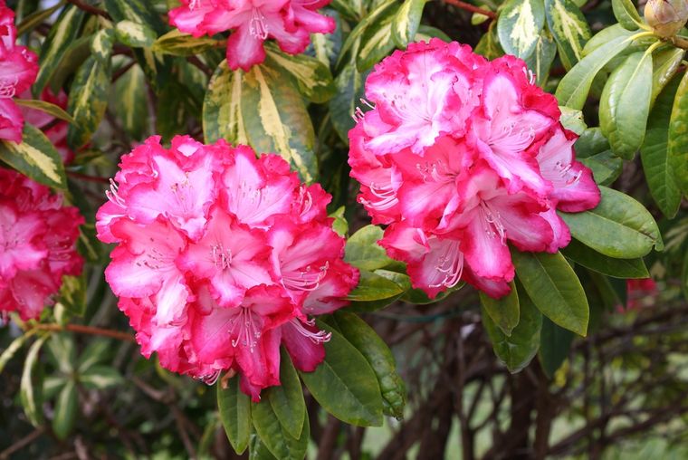 Los cuidados clave para que el rododendro crezca fuerte y sano. Los cuidados clave para que el rododendro crezca fuerte y sano. 