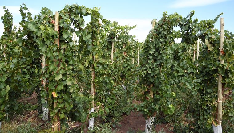 Las licitaciones forman parte del programa de asistencia a productores de la vid Foto: ALF PONCE MERCADO / MDZ