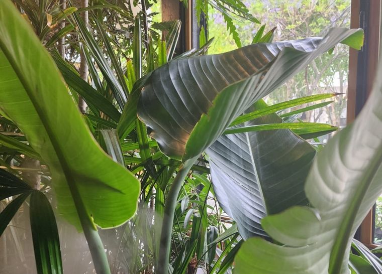 Qué cuidados necesitan estas plantas y por qué son ideales para el interior de casa. Foto: Instagram @claudivalentina Qué cuidados necesitan estas plantas y por qué son ideales para el interior de casa. Foto: Instagram @claudivalentina