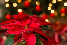 La historia de la flor de nochebuena tiene detrás una leyenda dedicada a los niños. Foto: Revista Central