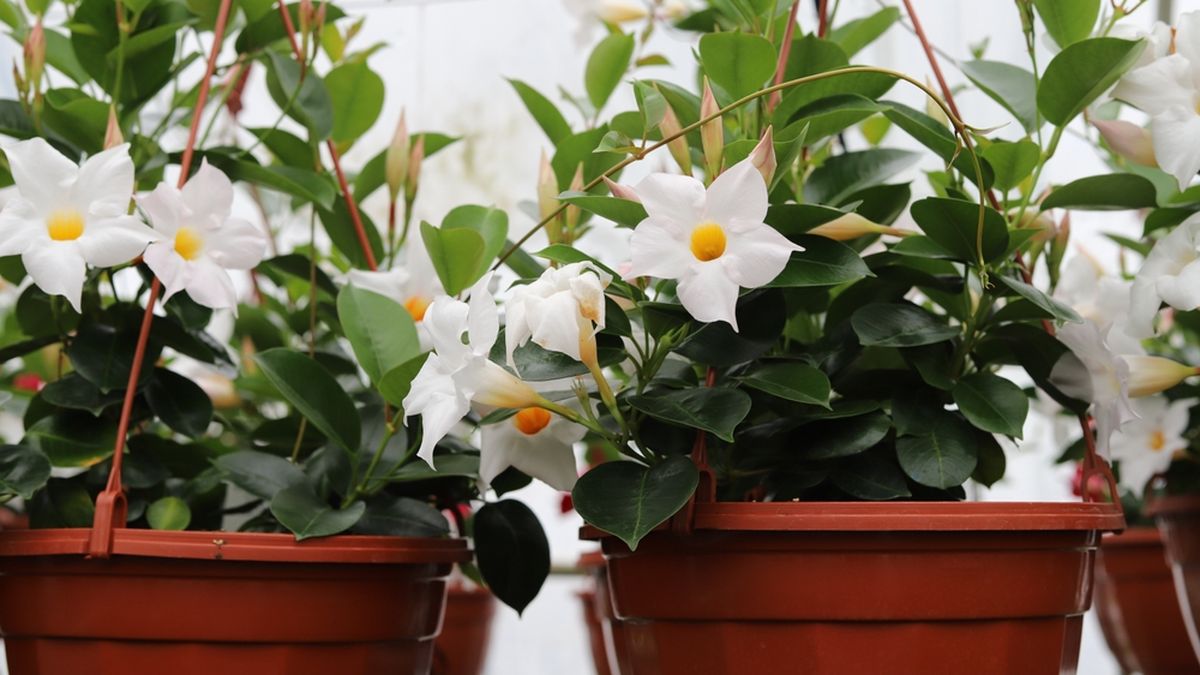 La planta que todos eligen para el jardín en otoño: resiste y florece por meses