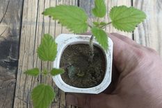 Una forma rápida y sencilla para ayudar a tus plantas a crecer Foto: Shutterstock