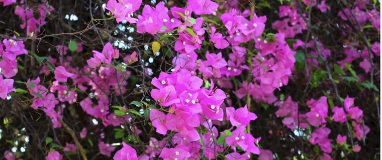 La planta que trepa, resiste todo y da color al jardín. Foto: Shutterstock
