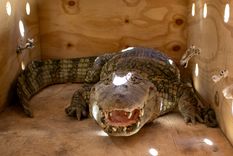 El yacaré overo estaba en el exacuario de Ciudad de Mendoza Foto: Municipalidad de Ciudad de Mendoza El yacaré overo estaba en el exacuario de Ciudad de Mendoza Foto: Municipalidad de Ciudad de Mendoza