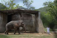 Kaavan con su cuidador en el refugio del zoológico de Marghazar en junio de 2016.