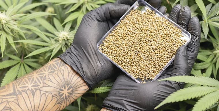 Con la legislación necesaria y un clima propicio, Mendoza avanza en la industria del cannabis medicinal.