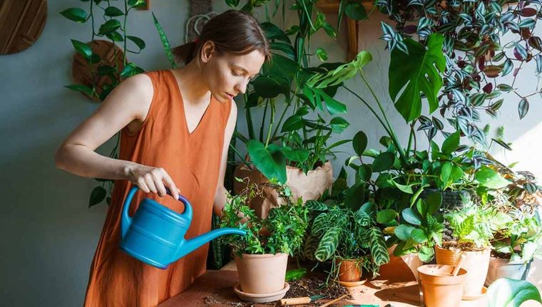 Las mejores plantas para tener en tu jardín de interior (Shutterstock). Foto: Archivo