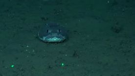 La nueva expedición del Conicet será transmitida por streaming y recorrerá zonas claves del Atlántico Sur. La nueva expedición del Conicet será transmitida por streaming y recorrerá zonas claves del Atlántico Sur.