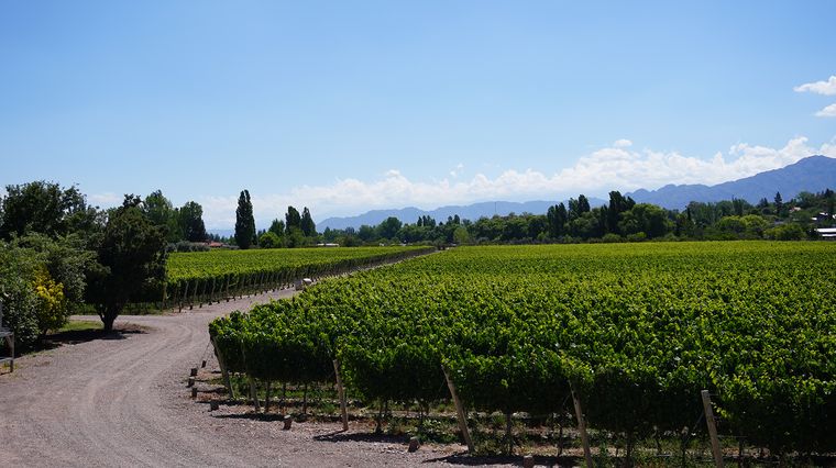 El enoturismo es uno de los principales atractivos de la provincia. El enoturismo es uno de los principales atractivos de la provincia.