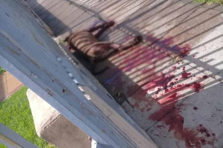 Así quedó La imagen del animal tras recibir al menos dos disparos