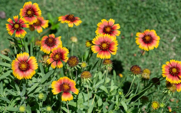 Una belleza para el jardín. Fuente: Shutterstock.