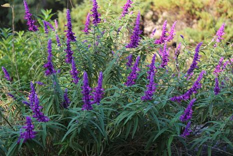 Cuidar estas hierbas es sencillo y gratificante. Requieren luz moderada, riego regular y un sustrato que drene bien. Cuidar estas hierbas es sencillo y gratificante. Requieren luz moderada, riego regular y un sustrato que drene bien.