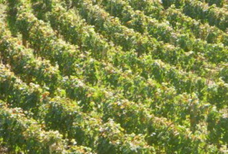 Londres tiene viñas. Foto: Ulises Naranjo / MDZ.