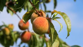 El árbol frutal que crece en pocos años y da las mejores frutas Foto: Pixabay