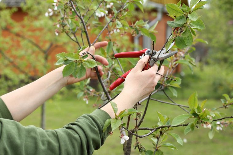 La poda previa a la primavera es clave para despejar las plantas y estimular la aparición de brotes nuevos. Fuente: Shutterstock. La poda previa a la primavera es clave para despejar las plantas y estimular la aparición de brotes nuevos. Fuente: Shutterstock.