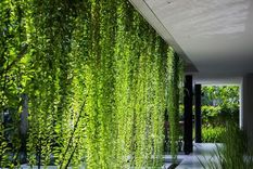 La planta perfecta para quienes buscan paz y armonía en casa. Foto: Archivo