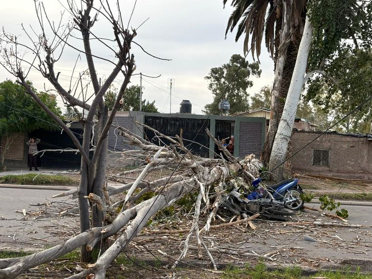 Así quedó la moto en la que iba la víctima, tras ser aplastada por el árbol que tiró el viento Zonda.&nbsp;
