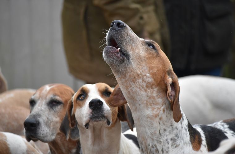 El aullido es una forma ancestral de comunicación que los perros heredaron de los lobos. Foto: Shutterstock El aullido es una forma ancestral de comunicación que los perros heredaron de los lobos. Foto: Shutterstock