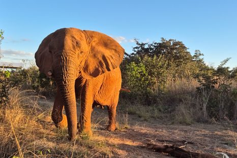 Así vivía la elefanta Kenya en el santuario para elefantes de Brasil. Así vivía la elefanta Kenya en el santuario para elefantes de Brasil.