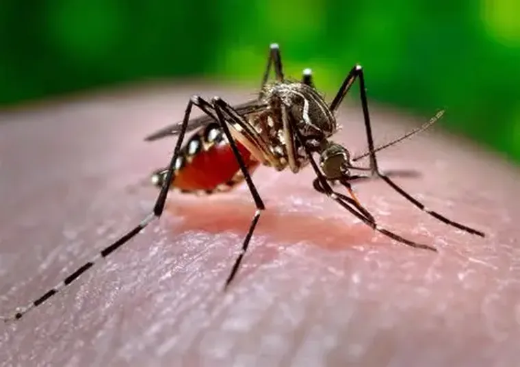 Los huevos del Aedes aegypti pueden permanecer viables durante varios meses y eclosionar cuando aumentan la temperatura y la humedad. Los huevos del Aedes aegypti pueden permanecer viables durante varios meses y eclosionar cuando aumentan la temperatura y la humedad.