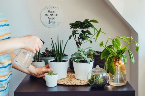 Estas plantas de interior requieren poco cuidado Foto: Shutterstock
