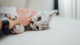 Mascotas: por qué muerden durante las caricias y cómo interpretar sus señales de aviso. Foto: Shutterstock