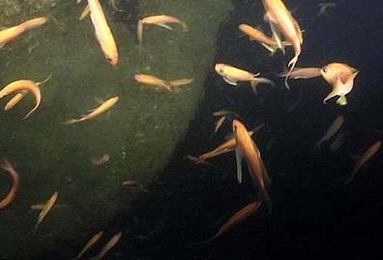 El submarino fue atacado y hundido el 28 de marzo de 1943. Foto: EFE