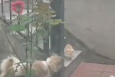 video: perro alimenta a un gato callejero y su gesto conmovio a todos video: perro alimenta a un gato callejero y su gesto conmovio a todos