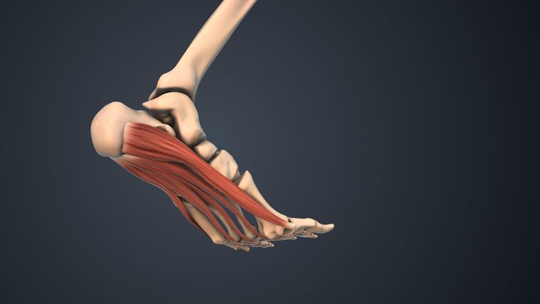 Cuando se presentan problemas con la fascia, ese tejido conectivo de la planta del pie, se le conoce como fascitis plantar.