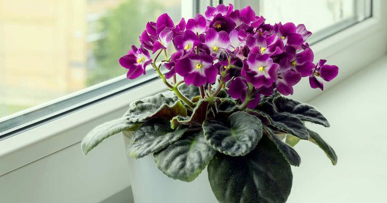 La violeta africana es una de las plantas que necesita poca luz La violeta africana es una de las plantas que necesita poca luz