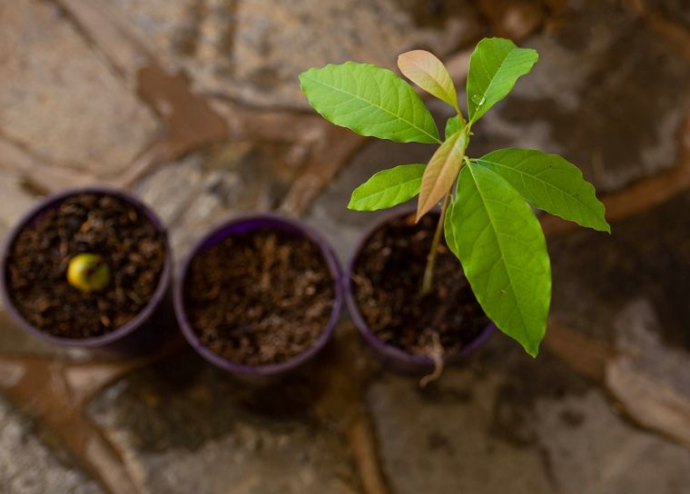 Poné manos a la obra y mantené tu jardín activo durante el verano Foto: SHUTTERSTOCK