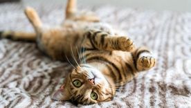 Gatos