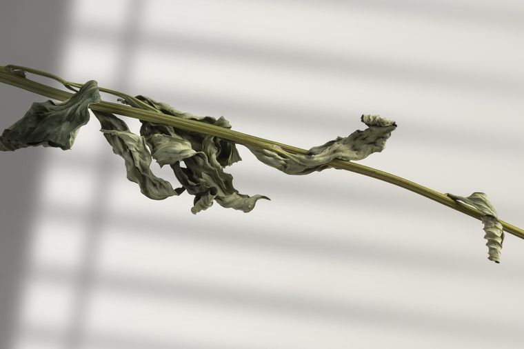 Los mejores consejos. Foto: Fuente: Freepik