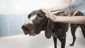 Bañar con exceso puede dañar la piel de tu perro, según veterinarios. Foto: Archivo Bañar con exceso puede dañar la piel de tu perro, según veterinarios. Foto: Archivo