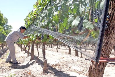 MDZol | Productores del Valle de Uco aseguran que los instrumentos que hay a disposición para protegerse de las inclemencias climáticas. Foto: Prensa Gobierno Mendoza