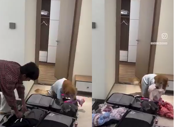 Este agradable perrito se hizo viral en redes sociales. Foto: Archivo