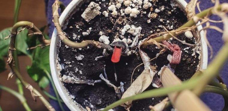 Los hongos pueden aparecer  en tus plantas por varios motivos Foto: Shutterstock