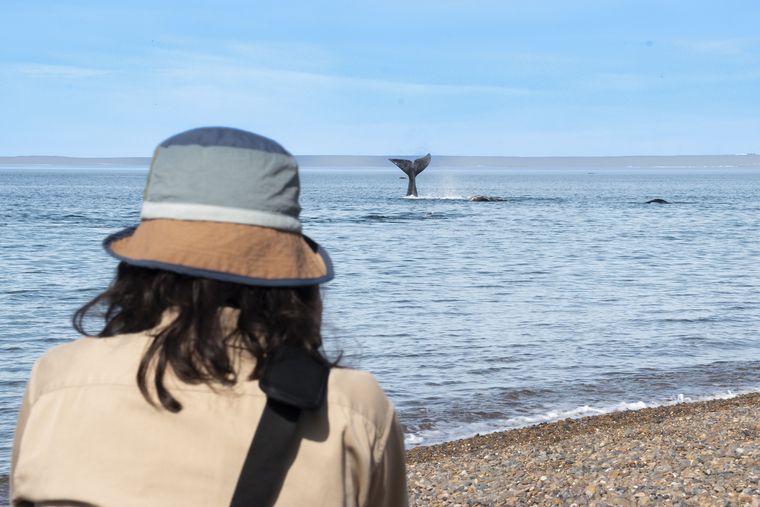 Durante todo el año, pueden observarse en la región ballenas franca austral, orcas, delfines, toninas, guanacos, lobos y elefantes marinos. Durante todo el año, pueden observarse en la región ballenas franca austral, orcas, delfines, toninas, guanacos, lobos y elefantes marinos.