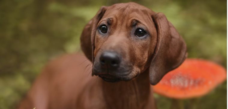 Estas son las plantas que deberías mantener lejos de tu mascota Foto: Shutterstock