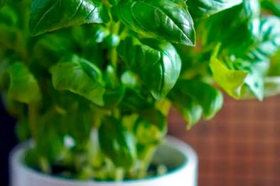 MDZol | albahaca maceta