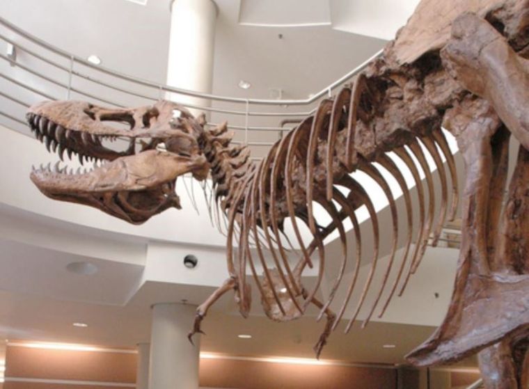 Dentro del mundo de los dinosaurios, el T. rex redujo sus brazos considerablemente. Foto Dpa Dentro del mundo de los dinosaurios, el T. rex redujo sus brazos considerablemente. Foto Dpa