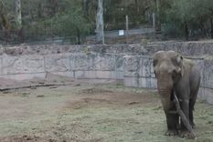 El elefante Tamy viviendo en cautiverio. El elefante Tamy viviendo en cautiverio.