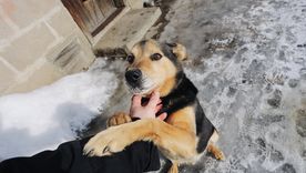 Los especialistas recomiendan recibir al perro con calma y ofrecerle atención cuando mantiene las cuatro patas apoyadas. Los especialistas recomiendan recibir al perro con calma y ofrecerle atención cuando mantiene las cuatro patas apoyadas.