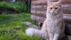 Los animales tienen la capacidad de generar calma, compañía y bienestar. Los animales tienen la capacidad de generar calma, compañía y bienestar.