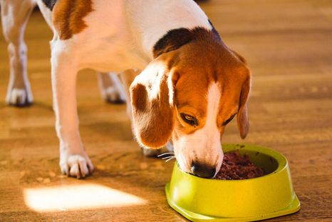 BARF, la dieta riesgosa tanto para perros como para gatos. Te contamos todo lo que tenés que saber Foto: Freepik