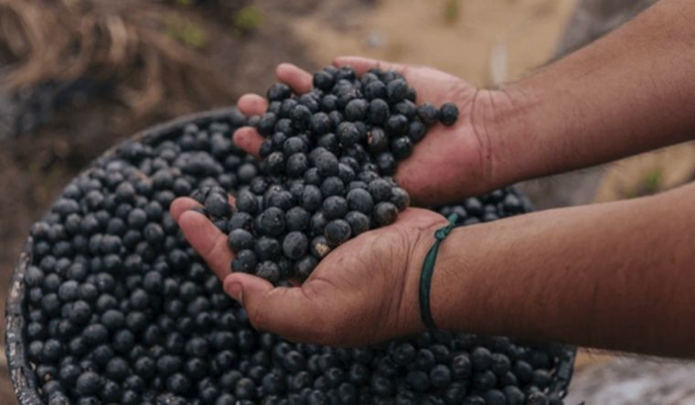El acai tiene múltiples propiedades Foto: Shutterstock
