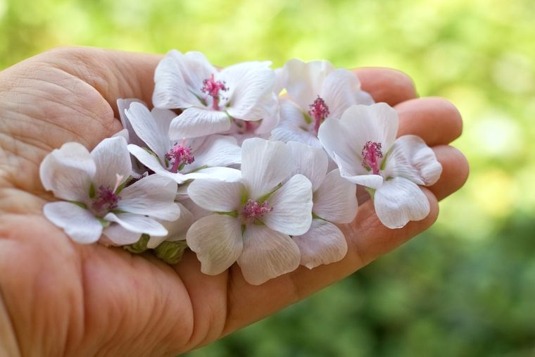 La planta con propiedades medicinales que es perfecta para el invierno. La planta con propiedades medicinales que es perfecta para el invierno. 
