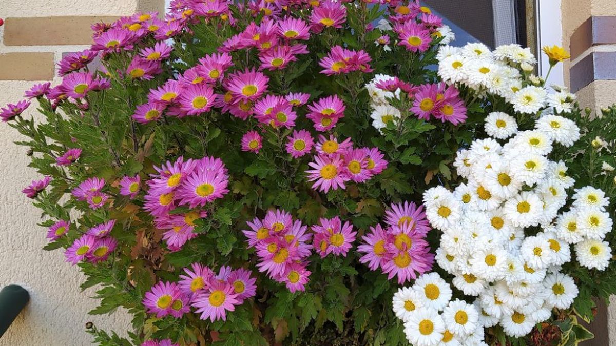 Las plantas que florecen en otoño y llenan tu casa de color